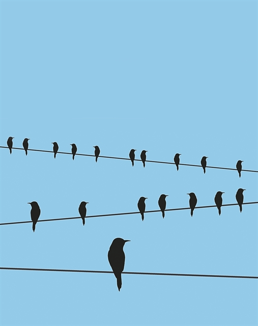 Σαν τα «Πουλιά» του Χίτσκοκ