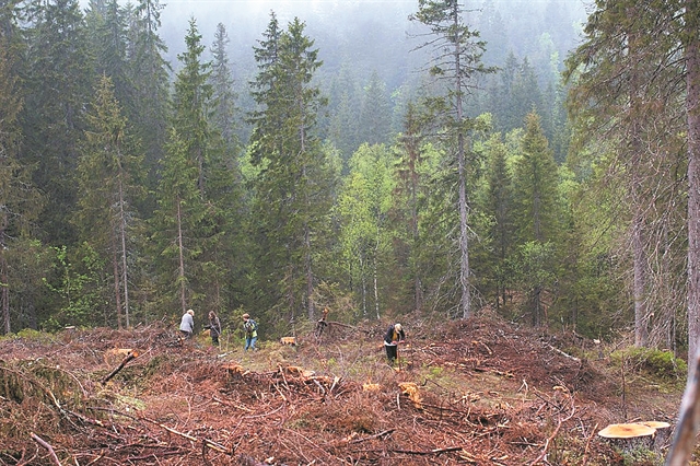 Ενα μικρό δάσος στο Οσλο, η Βιβλιοθήκη του Μέλλοντος!
