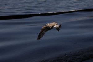 Καμπανάκι ΟΗΕ: «Σιωπηλή» απειλή η απώλεια της βιοποικιλότητας