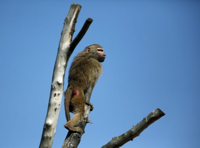 Ινδία: Μαϊμού εισέβαλε σε σπίτι και τραυμάτισε θανάσιμα βρέφος