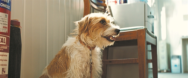 Η «απόδραση» ενός σκύλου από τα Κατεχόμενα