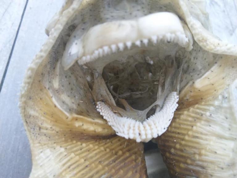 Δείτε φωτογραφίες από το… τέρας που βρέθηκε σε παραλία