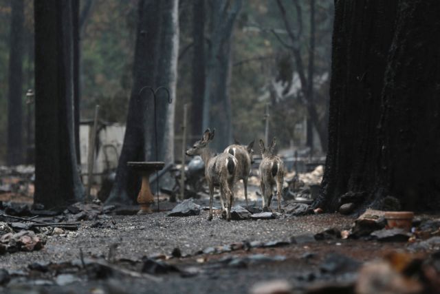 Στους 87 οι νεκροί από τις φωτιές στην Καλιφόρνια