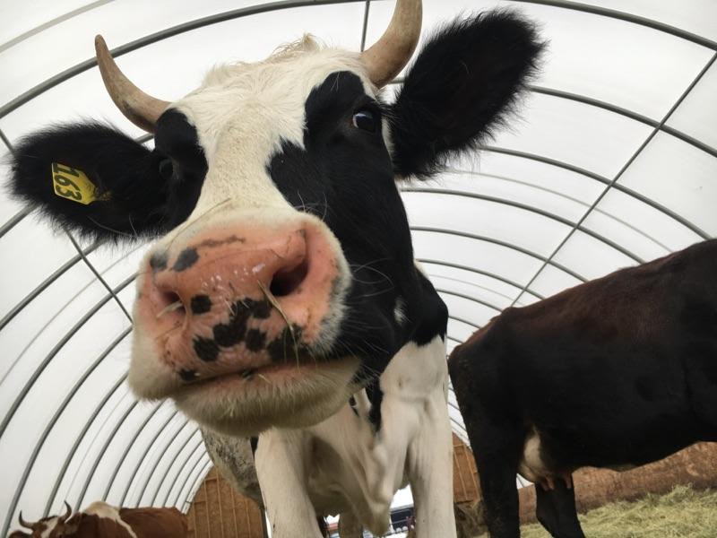 Οι Ελβετοί λένε «ΟΧΙ» στις αγελάδες με κέρατα