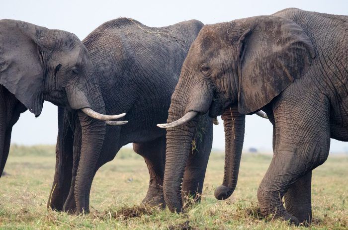 Χειρουργική επέμβαση σε χαυλιόδοντα ελέφαντα στην Γεωργία
