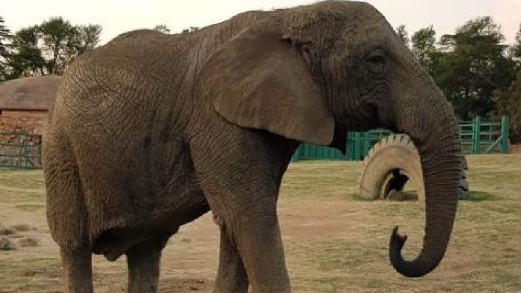 Γιοχάνεσμπουργκ: Διαδηλώσεις για την απελευθέρωση της τελευταία ελεφαντίνας