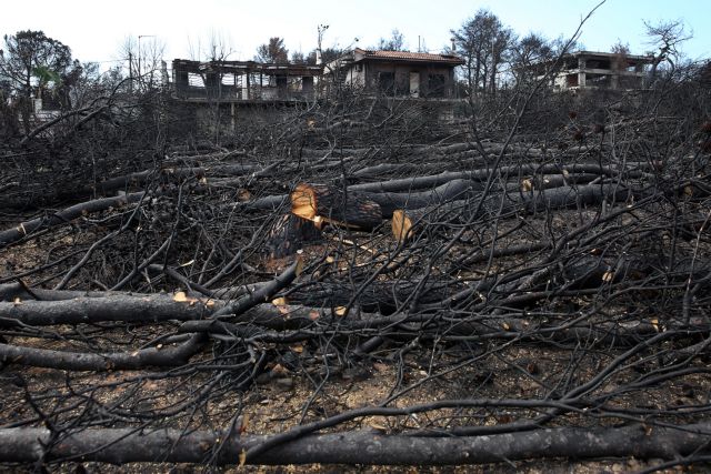 Σμύρνη: Φύτεψαν 100 δενδρύλλια στη μνήμη των θυμάτων της πυρκαγιάς στο Μάτι