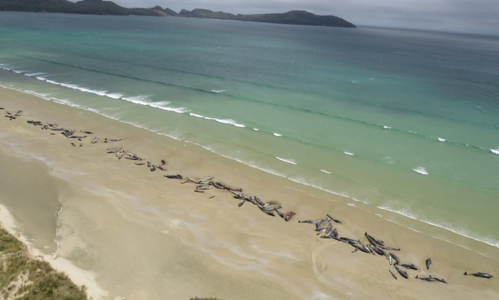 Μυστήριο με 145 νεκρά δελφίνια στη Νέα Ζηλανδία
