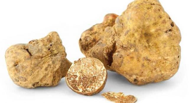 Μια λευκή τρούφα της ‘Αλμπα πωλήθηκε έναντι 85.000 ευρώ