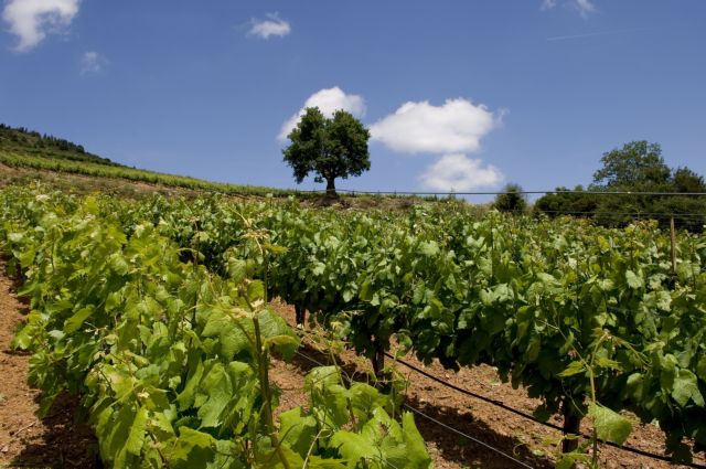 Ενατη η Ελλάδα στην παραγωγή κρασιού στην ΕΕ το 2018