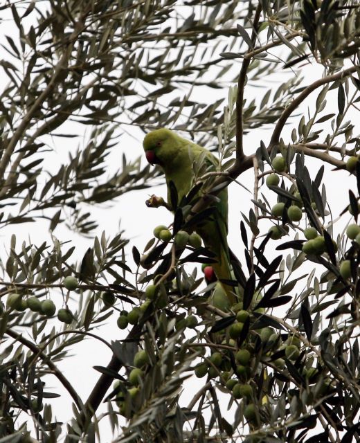Εισβολή… παπαγάλων στα πάρκα της χώρας