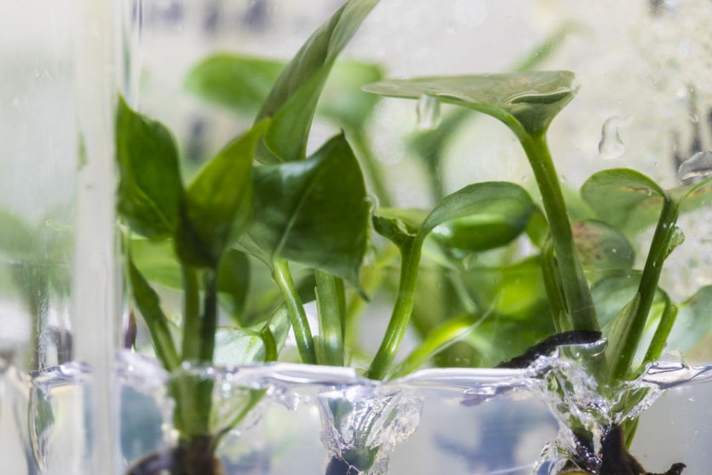Γενετικά τροποποιημένο φυτό εσωτερικού χώρου καθαρίζει τον αέρα από καρκινογόνες χημικές ουσίες
