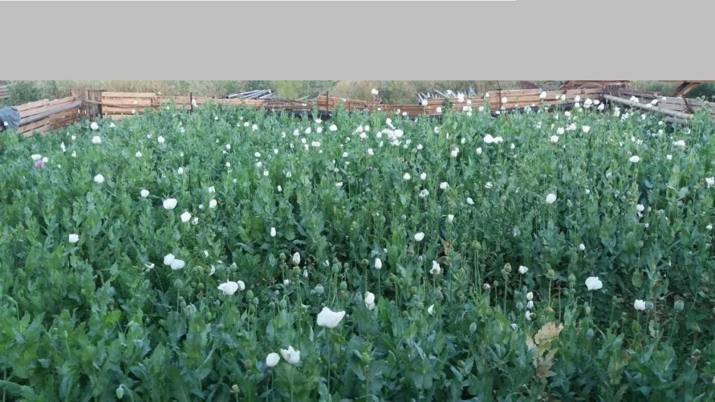 Βοιωτία: Εντόπισαν φυτεία – μαμούθ με οποιούχα