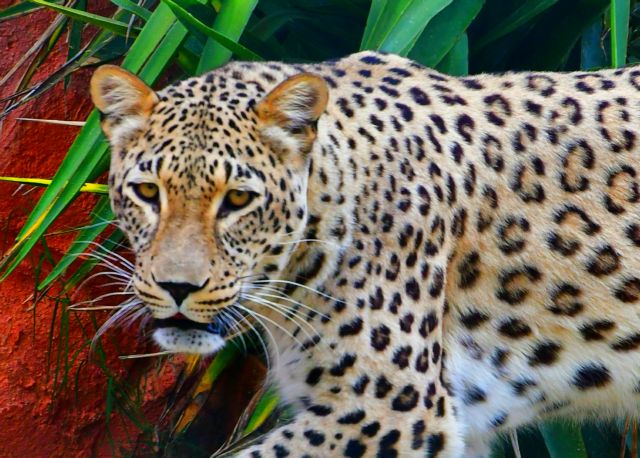 Αττικό Ζωολογικό Πάρκο : Σκότωσαν δύο τζάγκουαρ που δραπέτευσαν