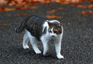 Στα σκαριά εμβόλιο για την αλλεργία στις γάτες