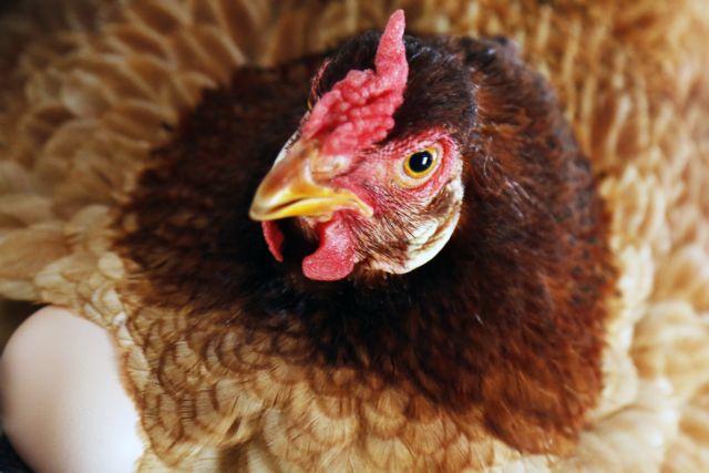 Ζούμε στην «Εποχή του Κοτόπουλου» λένε οι επιστήμονες