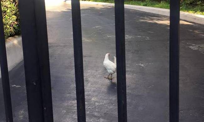 Ποντικοί και κότες