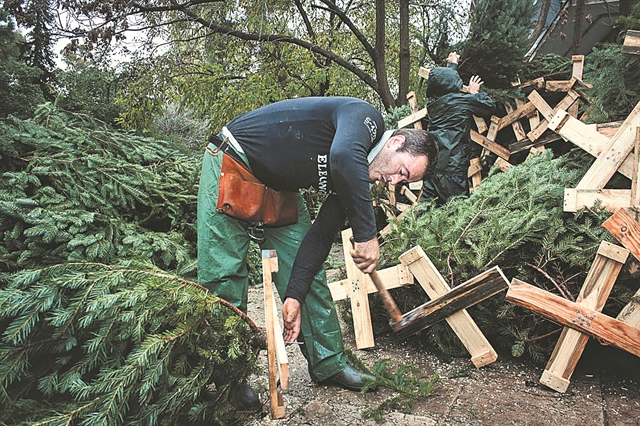 Το έλατο «ψηλώνει» στα χρόνια της κρίσης