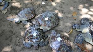 Ινδονησία: Εθελοντές διέσωσαν θαλάσσιες χελώνες που ξεβράστηκαν μετά το τσουνάμι