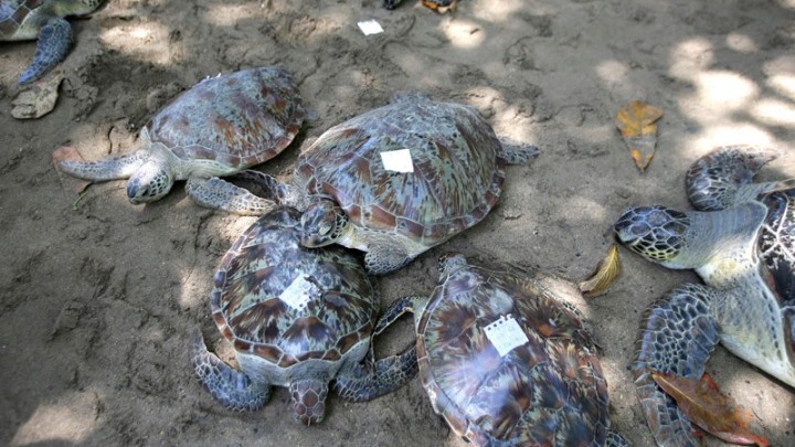 Ινδονησία: Εθελοντές διέσωσαν θαλάσσιες χελώνες που ξεβράστηκαν μετά το τσουνάμι