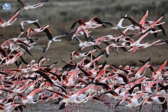 Χιλιάδες φλαμίνγκο έφτασαν στο Δέλτα του Εβρου