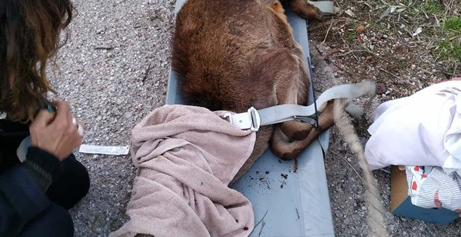 Πυροσβέστες διέσωσαν ελαφάκι που έπεσε σε όρυγμα