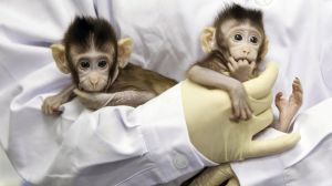 Κλωνοποιημένες μαϊμούδες ανοίγουν το δρόμο στη θεραπεία νευροψυχικών διαταραχών