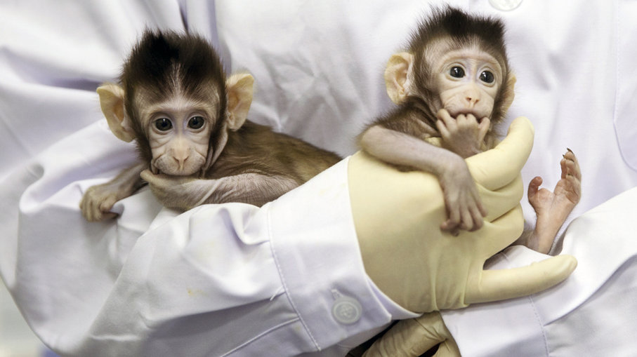 Κλωνοποιημένες μαϊμούδες ανοίγουν το δρόμο στη θεραπεία νευροψυχικών διαταραχών