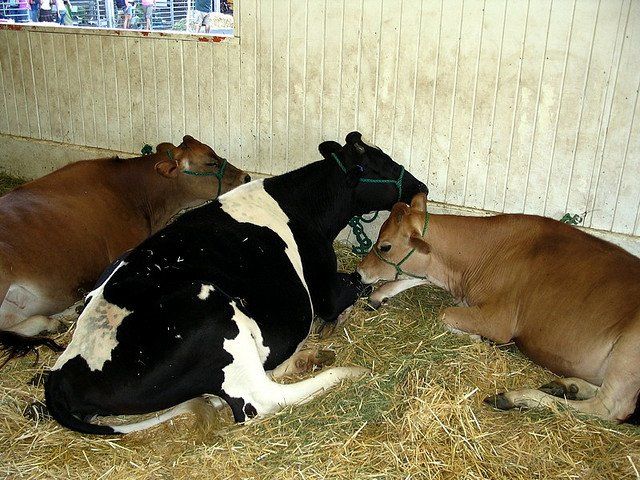 Πολωνία: Διατροφικό σκάνδαλο με άρρωστες αγελάδες