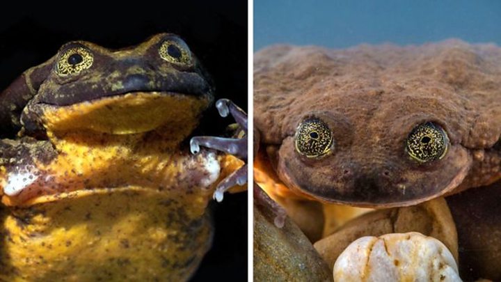 Ο πιο μοναχικός βάτραχος του κόσμου βρίσκει το ταίρι του μετά από 10 χρόνια!