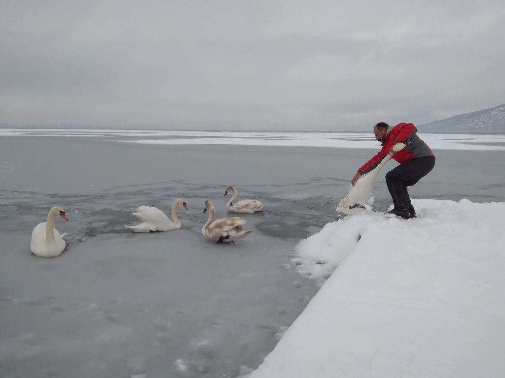 Εθελοντές σώζουν εγκλωβισμένα πουλιά στην παγωμένη λίμνη της Καστοριάς