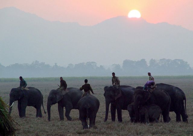 Ινδία: Drones και ελέφαντες επιστρατεύτηκαν για να βρεθεί λεοπάρδαλη