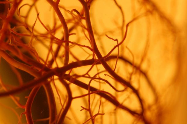 Επιστήμονες δημιούργησαν τα τέλεια αιμοφόρα αγγεία