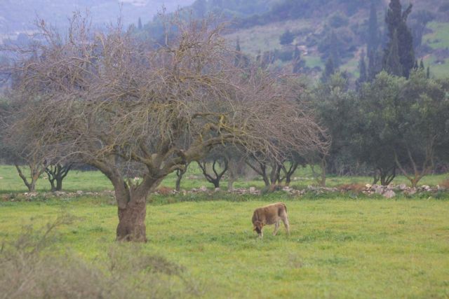 Μυτιλήνη: Kρούσματα καταρροϊκού πυρετού σε βοοειδή