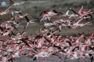 Χιλιάδες φλαμίνγκο έφτασαν στο Δέλτα του Εβρου