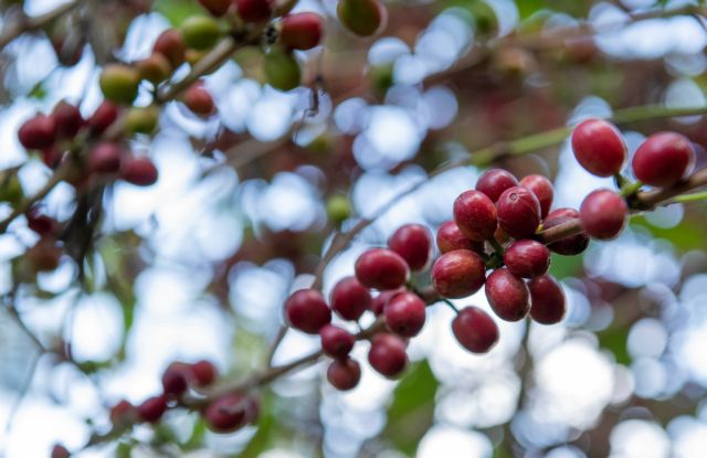 Κινδυνεύει ο καφές: Υπό εξαφάνιση το 60% των ειδών του φυτού