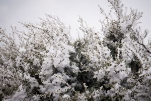 Πάρνηθα : Πυκνή χιονόπτωση – Εκλεισε ο δρόμος από το τελεφερίκ