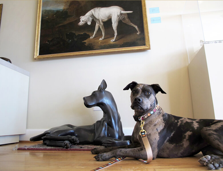 Οι σκύλοι έχουν την τιμητική τους σε νέο μουσείο στη Νέα Υόρκη!