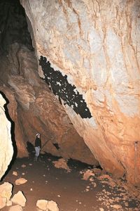 Οι νυχτερίδες… ξεχειμωνιάζουν στην Αχαΐα