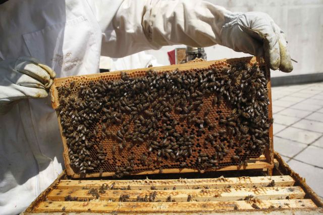 ΕΦΕΤ: Πώς να ελέγξετε ότι το μέλι που αγοράζετε δεν είναι νοθευμένο