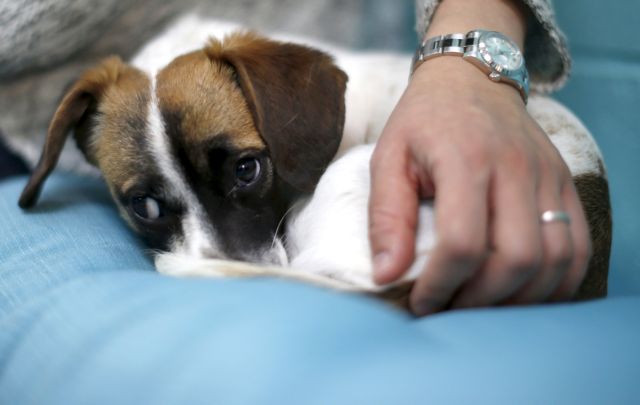 Σάλος με σκυλοτροφές: Νεκρά και άρρωστα σκυλιά στις ΗΠΑ