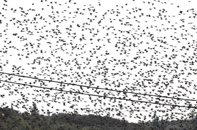 Σμήνος πουλιών προκάλεσε τροχαίο σε παράδρομο της Εθνικής Οδού