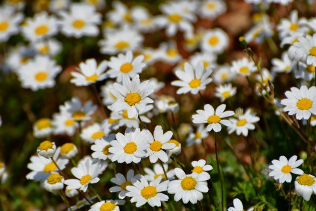 Πώς επηρεάζει τα ζώδια η Αφροδίτη από τους Ιχθείς