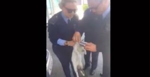 Κύπρος: Γατάκι έφτασε σε αστυνομικό τμήμα «ζητώντας» βοήθεια