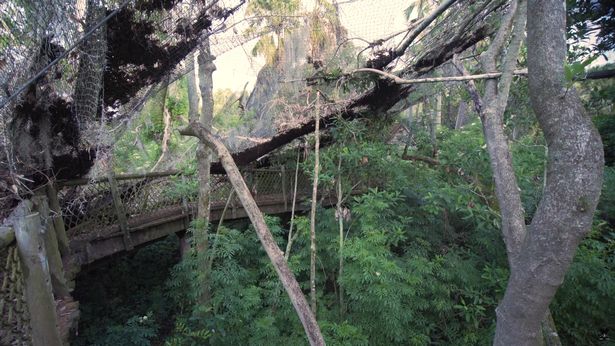 Η φύση δίνει τον τόνο στο κάποτε πολύβουο νησί της Disney World