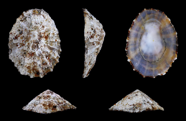 Επιστήμονες ρίχνουν «φως» στη κλιματική αλλαγή με τη βοήθεια των οστράκων