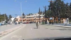 Αλογο βγήκε για βόλτα στη Θεσσαλονίκη