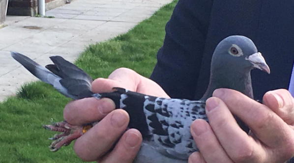 Ταχυδρομικό περιστέρι πουλήθηκε για… 1,25 εκατ. ευρώ σε δημοπρασία