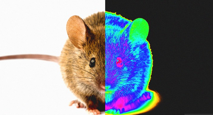 Κίνα: Πειραματόζωα μπορούν πλέον να βλέπουν το αόρατο υπέρυθρο φως