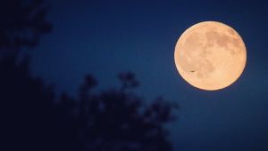 Μαγευτικές εικόνες από την πανσέληνο των σκουληκιών